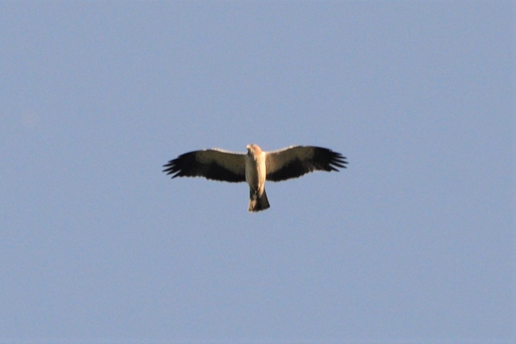Booted Eagle - ML622363665
