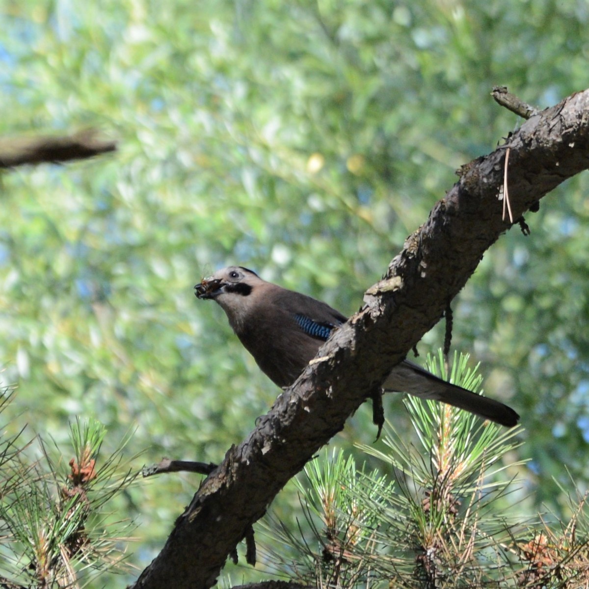 Eurasian Jay - ML622363683