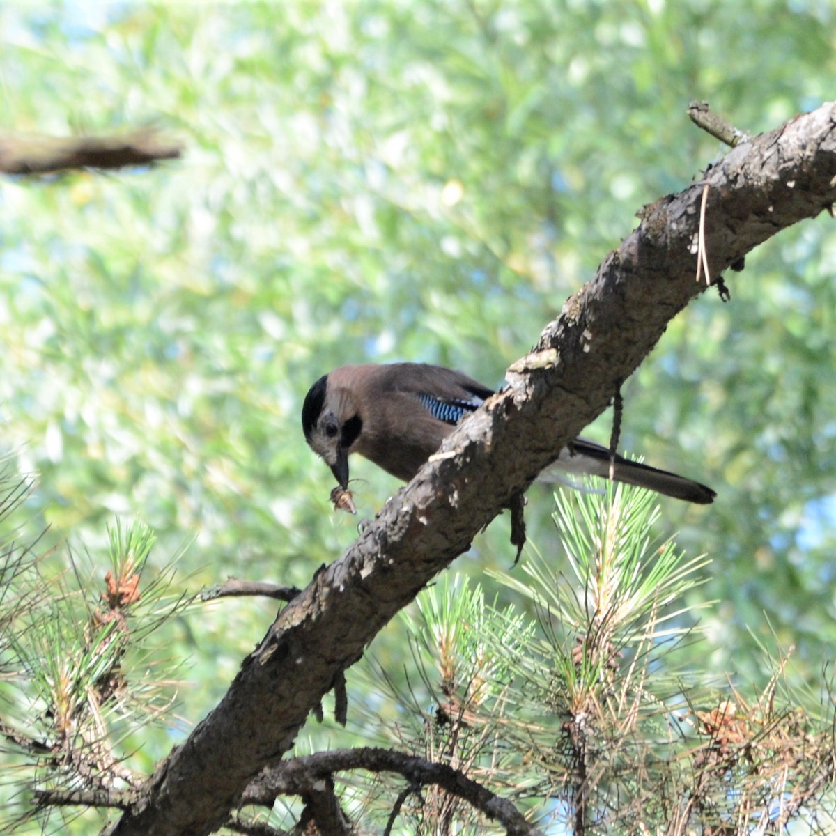 Eurasian Jay - ML622363684