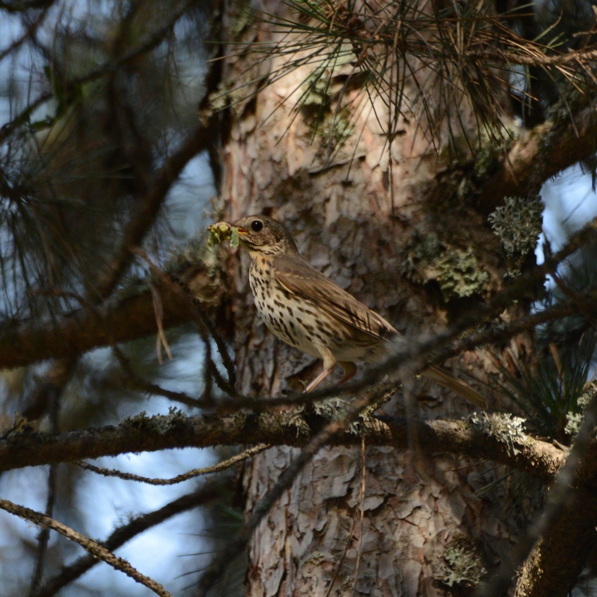 Song Thrush - ML622363723