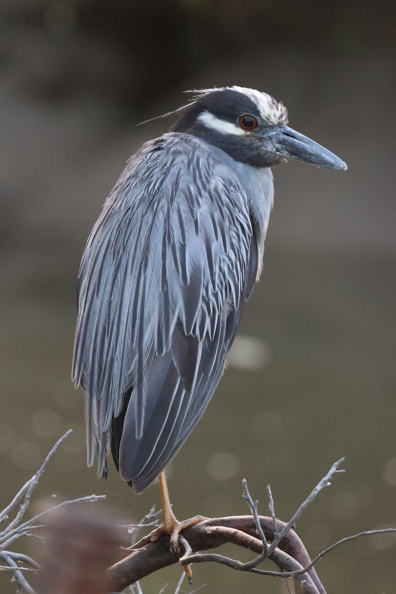 Yellow-crowned Night Heron - ML622363782