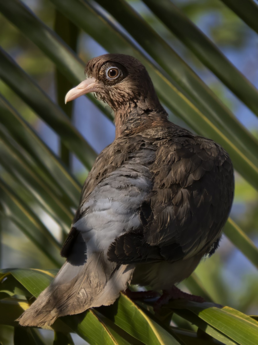 Bare-eyed Pigeon - ML622363795