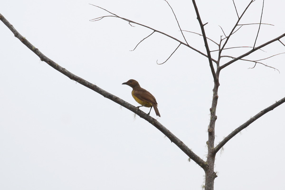 Masked Bowerbird - Oscar Campbell