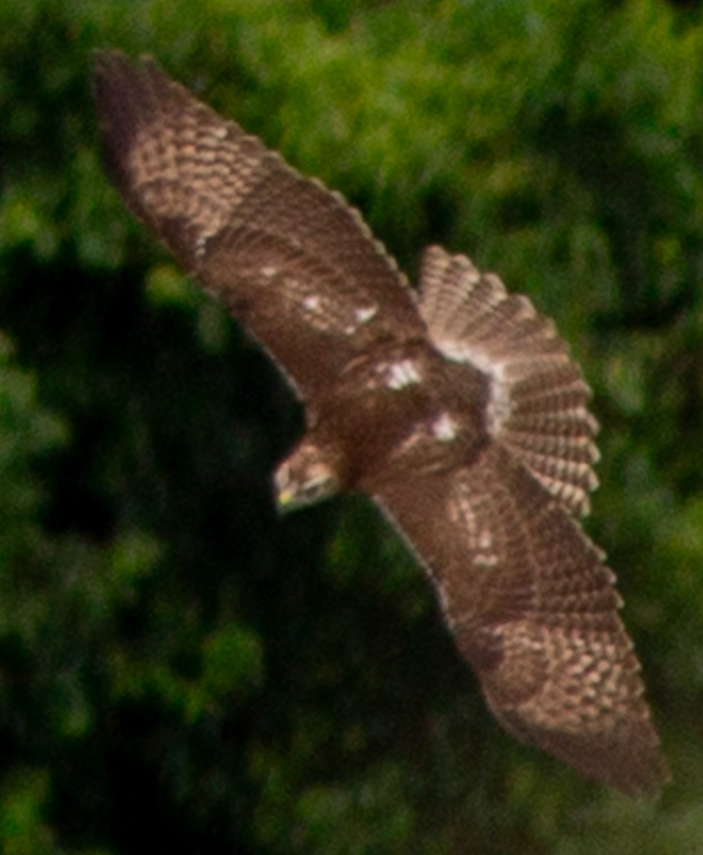 Red-tailed Hawk (jamaicensis) - ML622363841