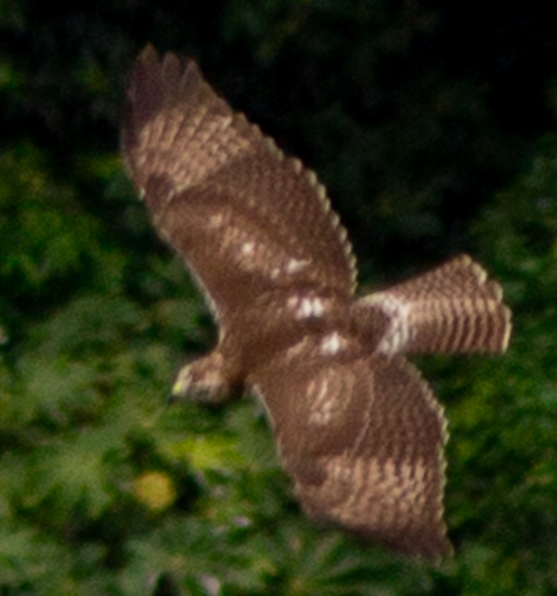 Red-tailed Hawk (jamaicensis) - ML622363842