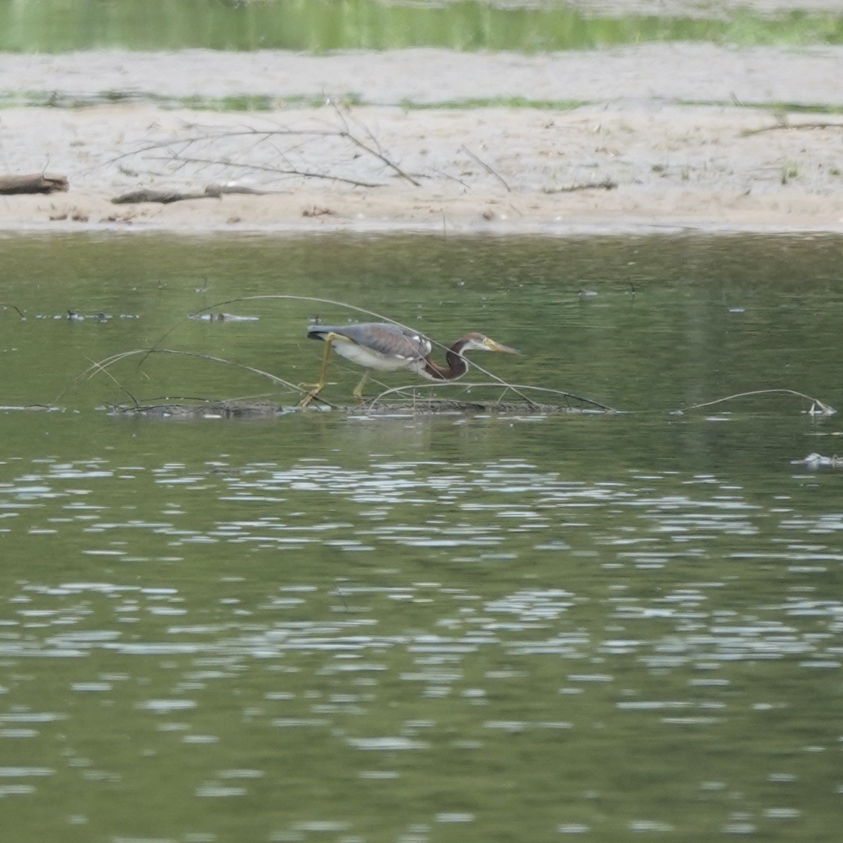 Tricolored Heron - ML622363890