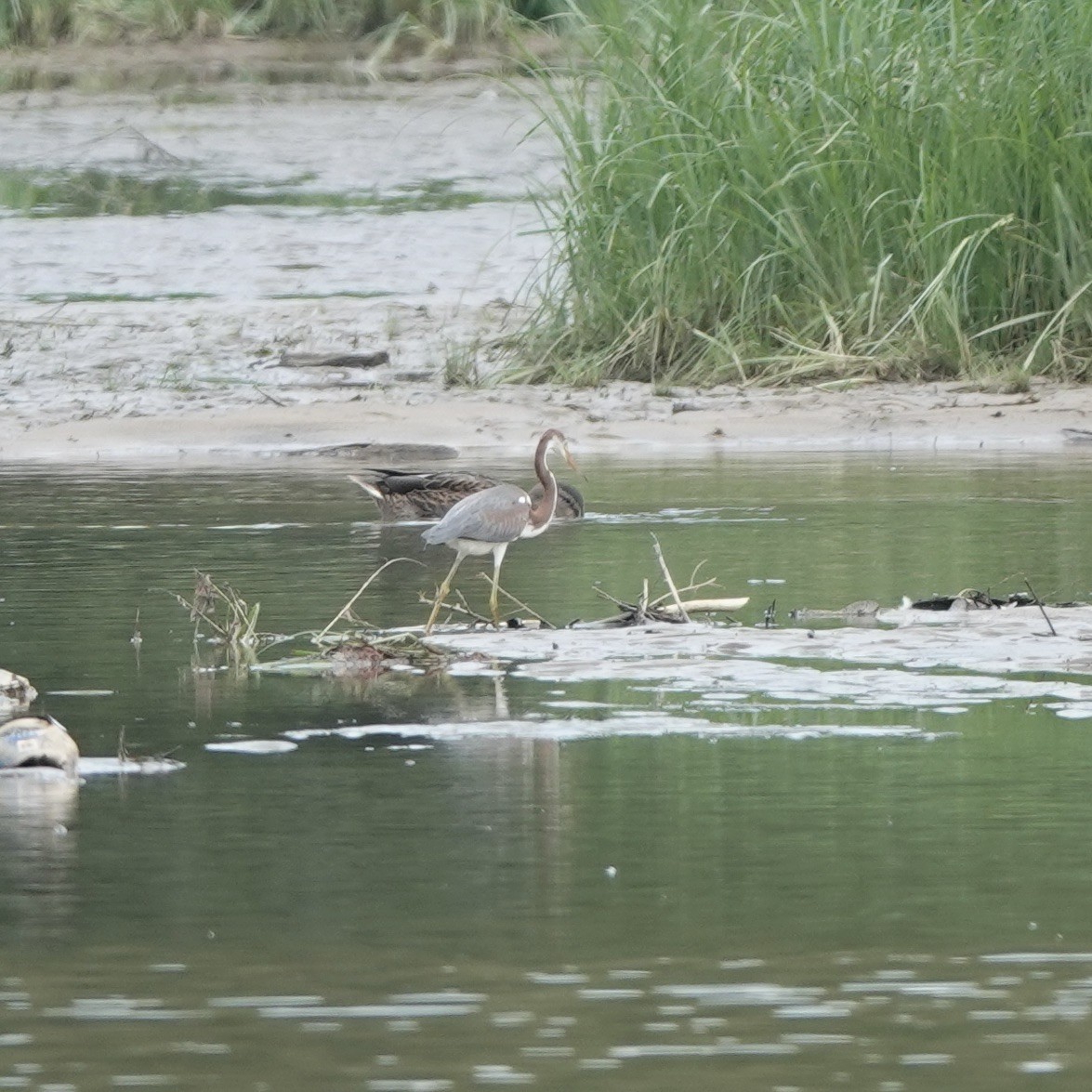 Tricolored Heron - ML622363891