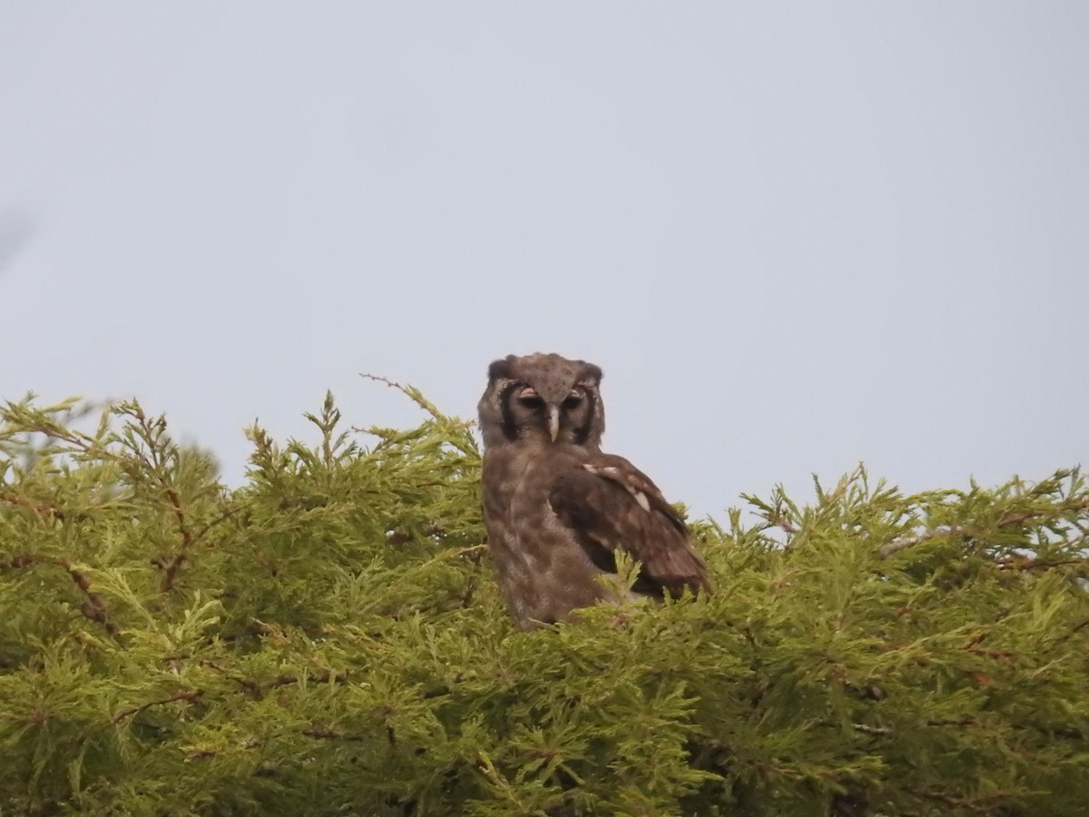 Verreaux's Eagle-Owl - ML622363899