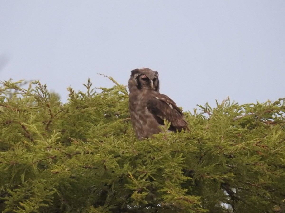 Verreaux's Eagle-Owl - ML622363902