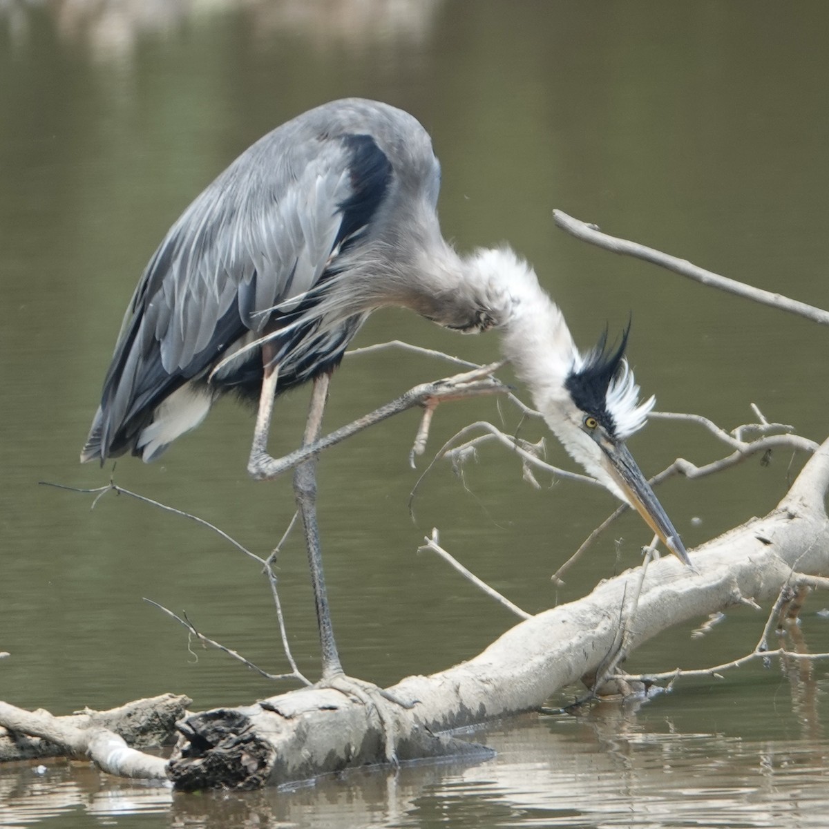 Great Blue Heron - ML622363913