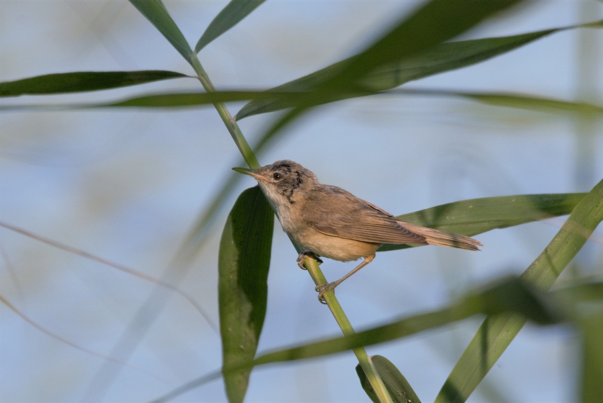 Great Reed Warbler - ML622363995