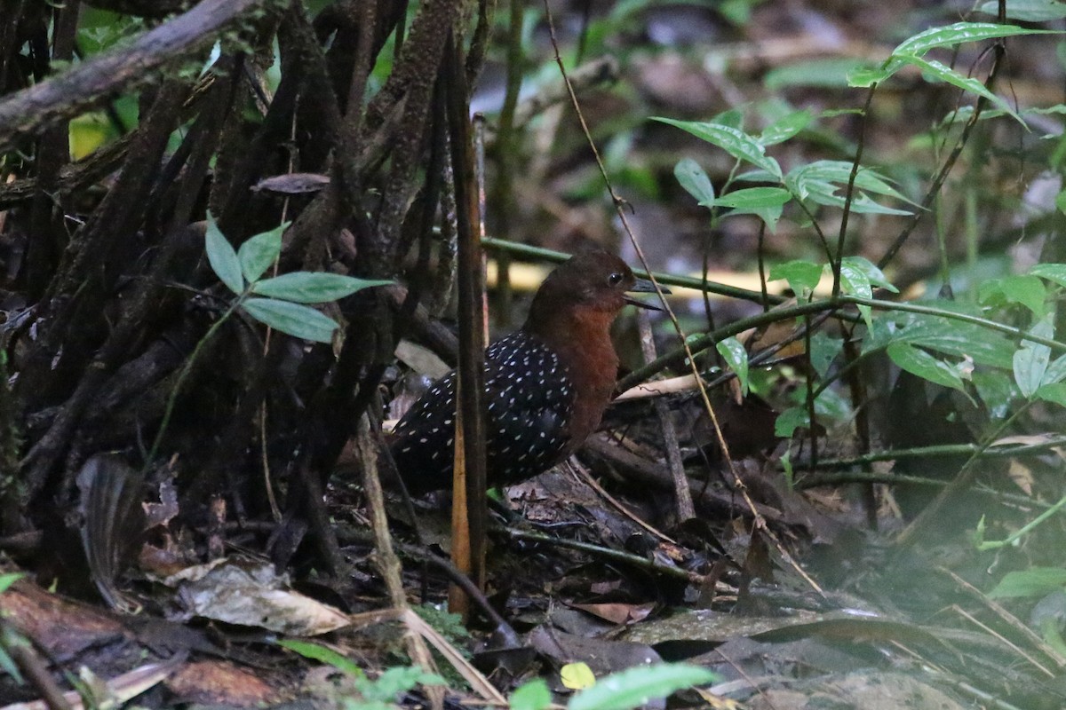White-striped Forest Rail - ML622364002