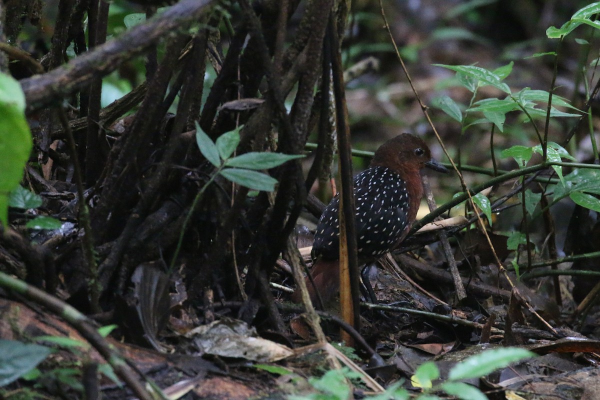 White-striped Forest Rail - ML622364003