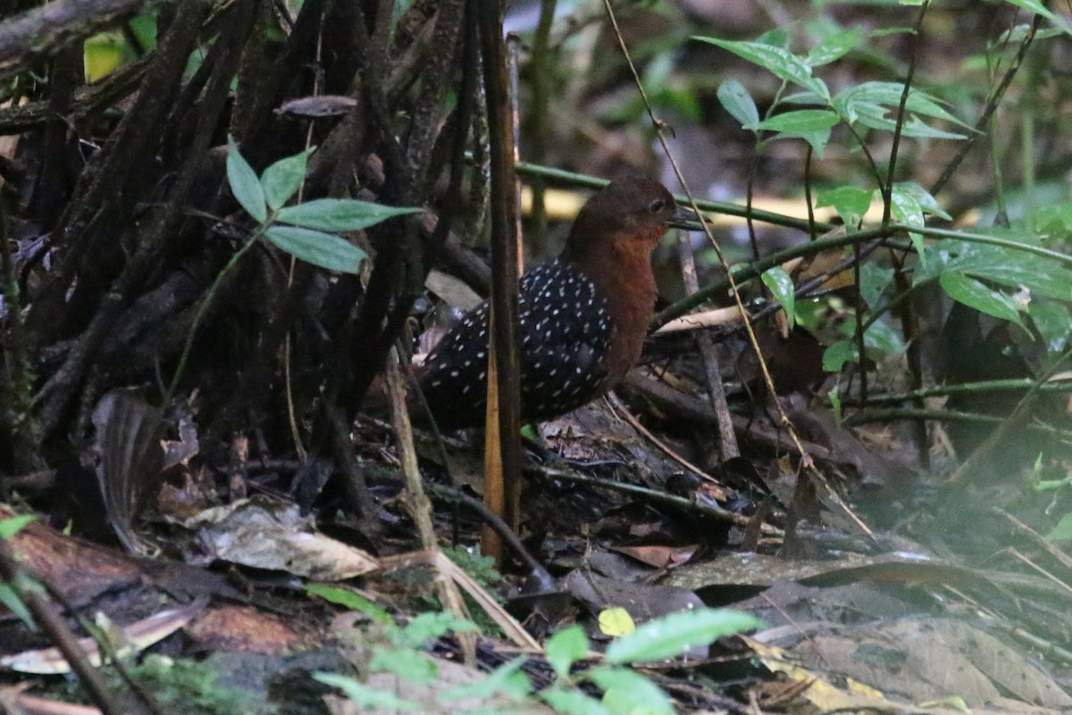 White-striped Forest Rail - ML622364004