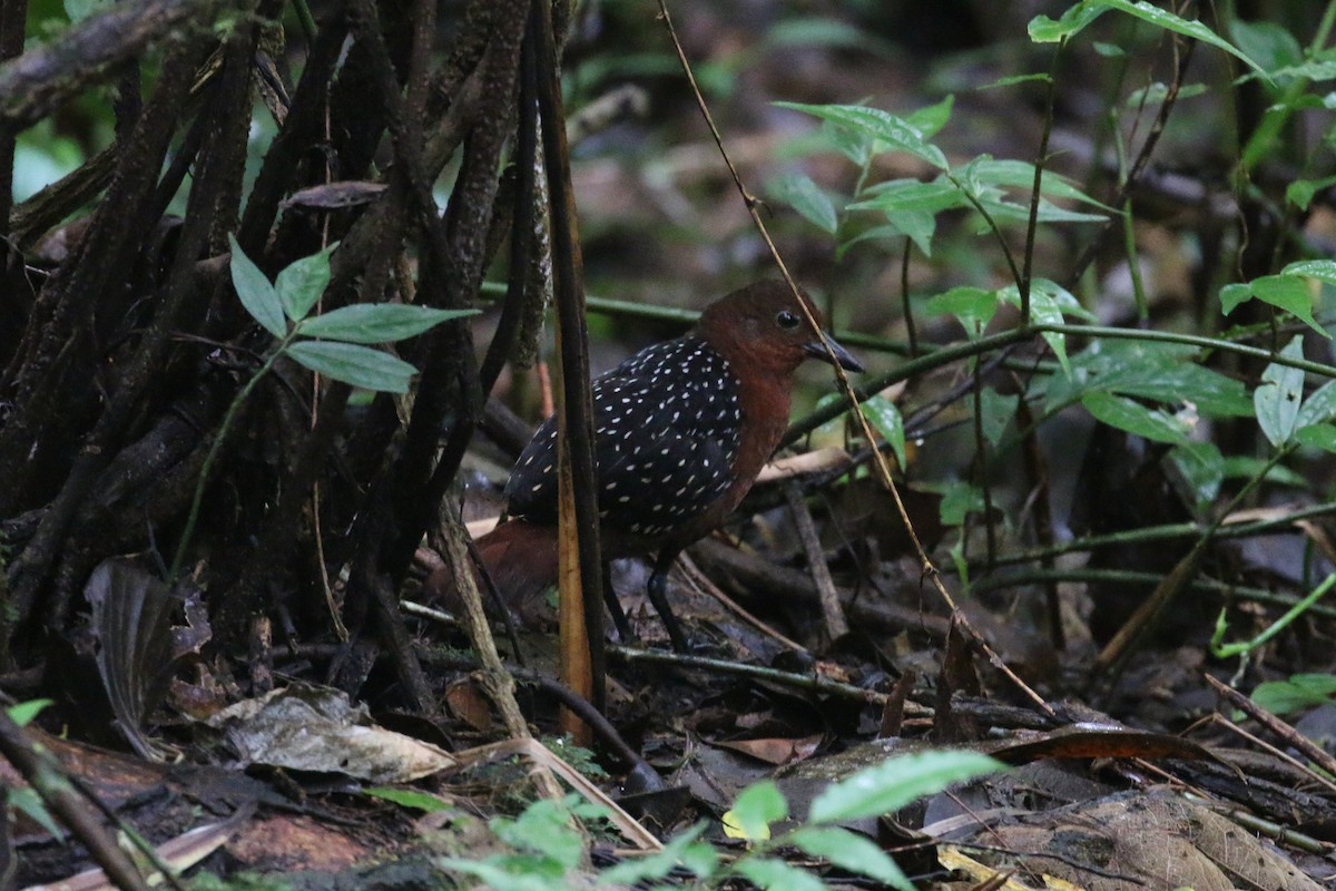 White-striped Forest Rail - ML622364005