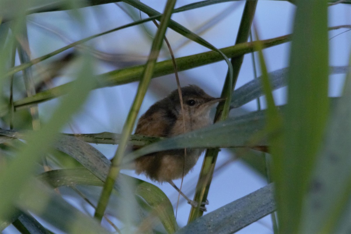 Savi's Warbler - ML622364012