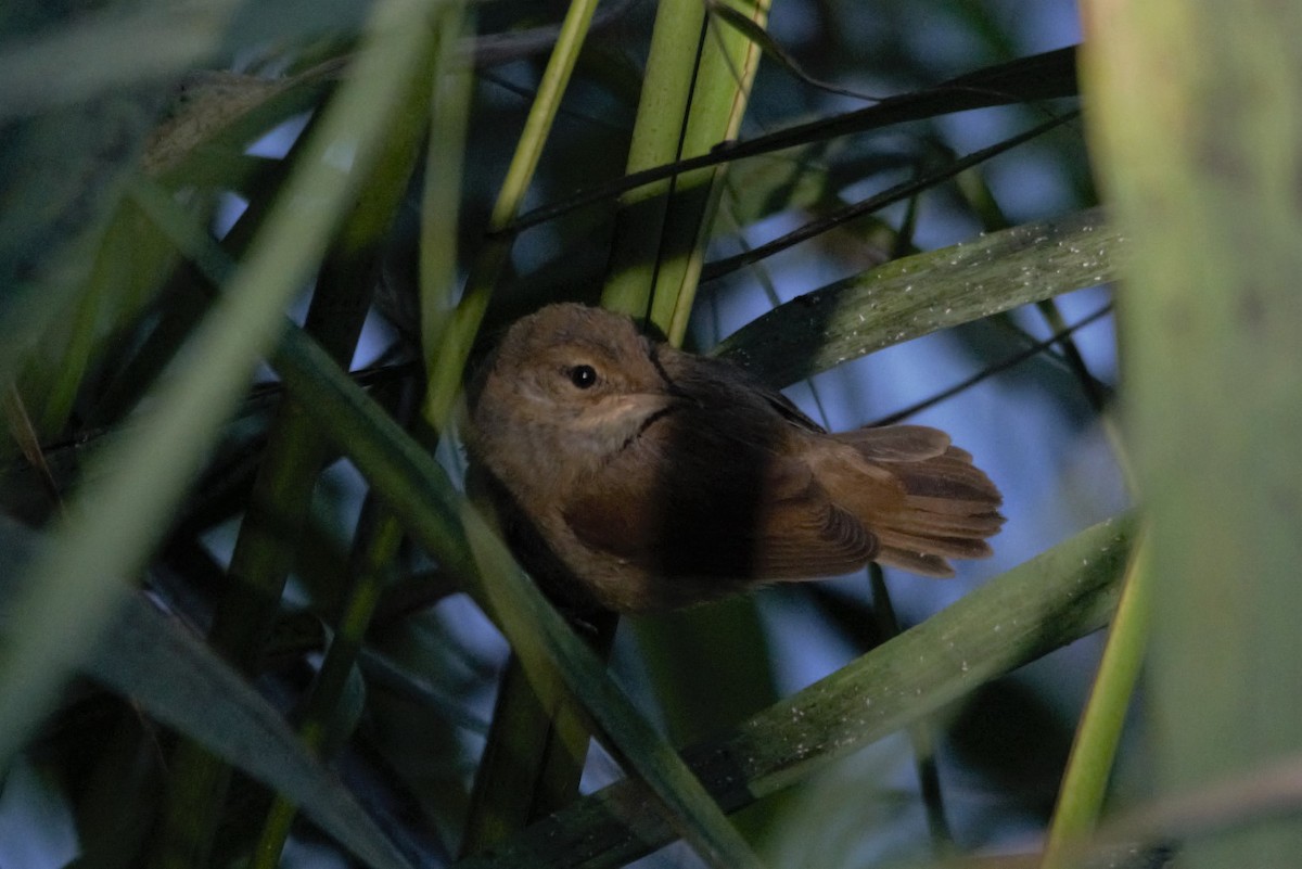 Savi's Warbler - ML622364017