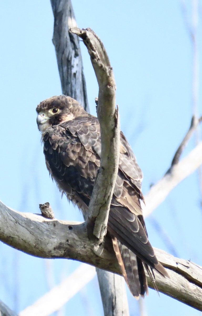 Halcón Peregrino - ML622364020