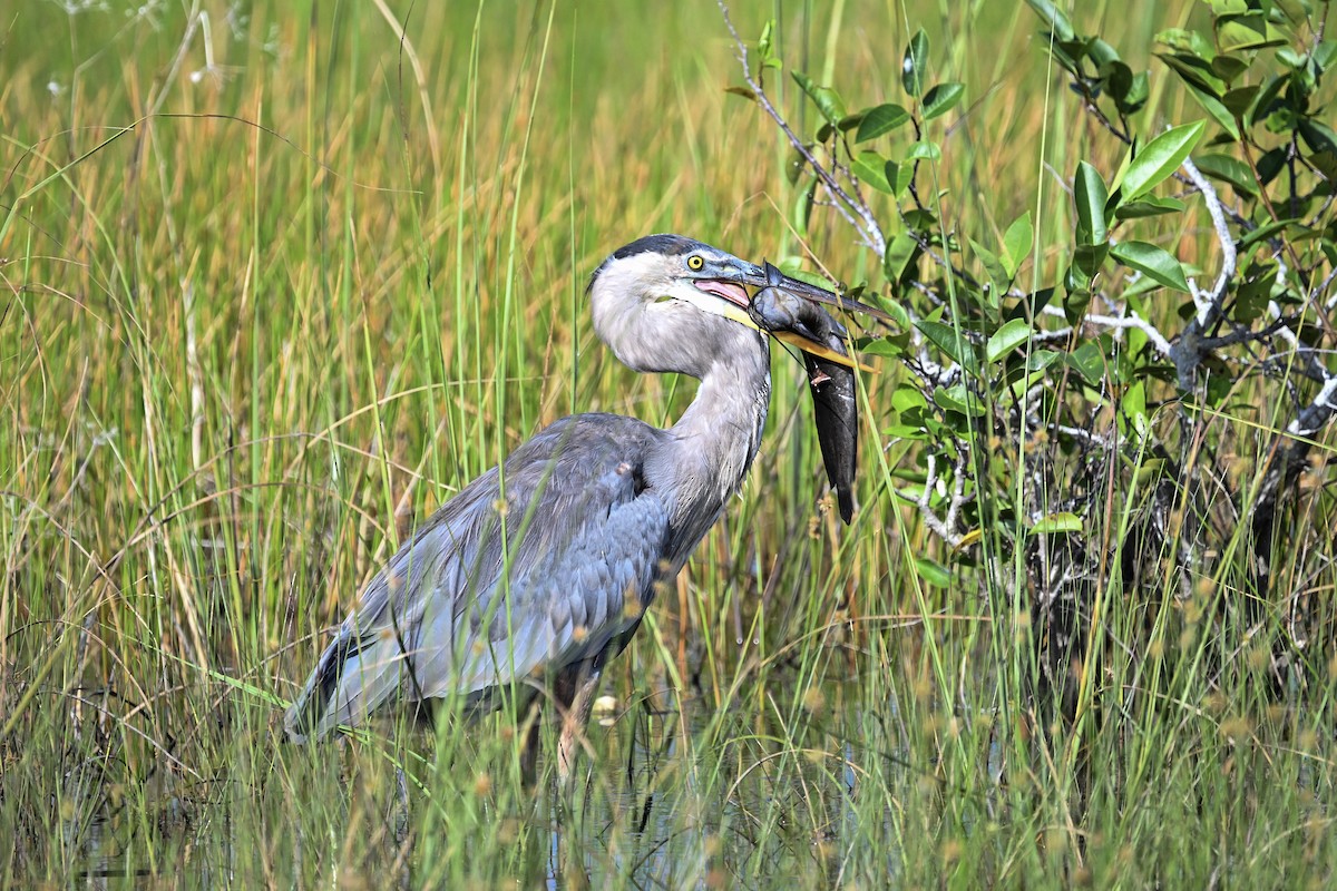 Great Blue Heron - ML622364062