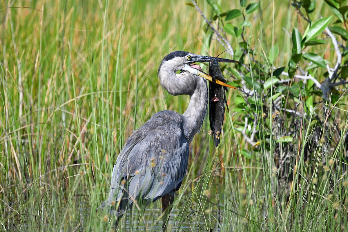 Great Blue Heron - ML622364064