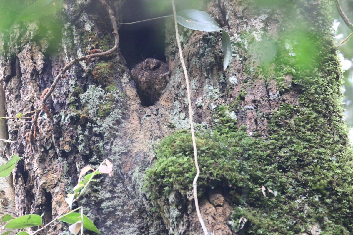 Mountain Owlet-nightjar - ML622364073