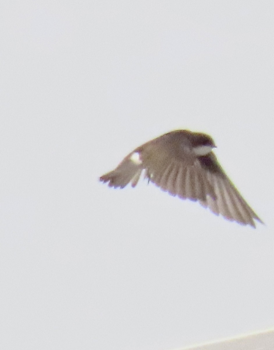 Golondrina Bicolor - ML622364078