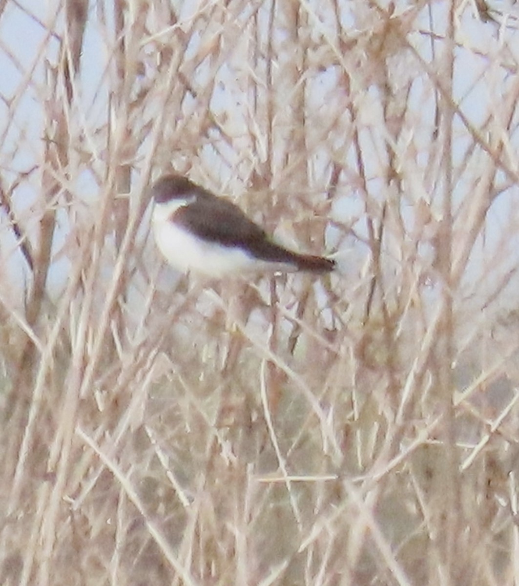 Tree Swallow - ML622364080