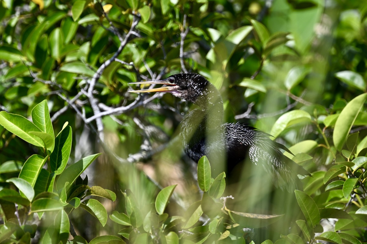 Anhinga - ML622364082