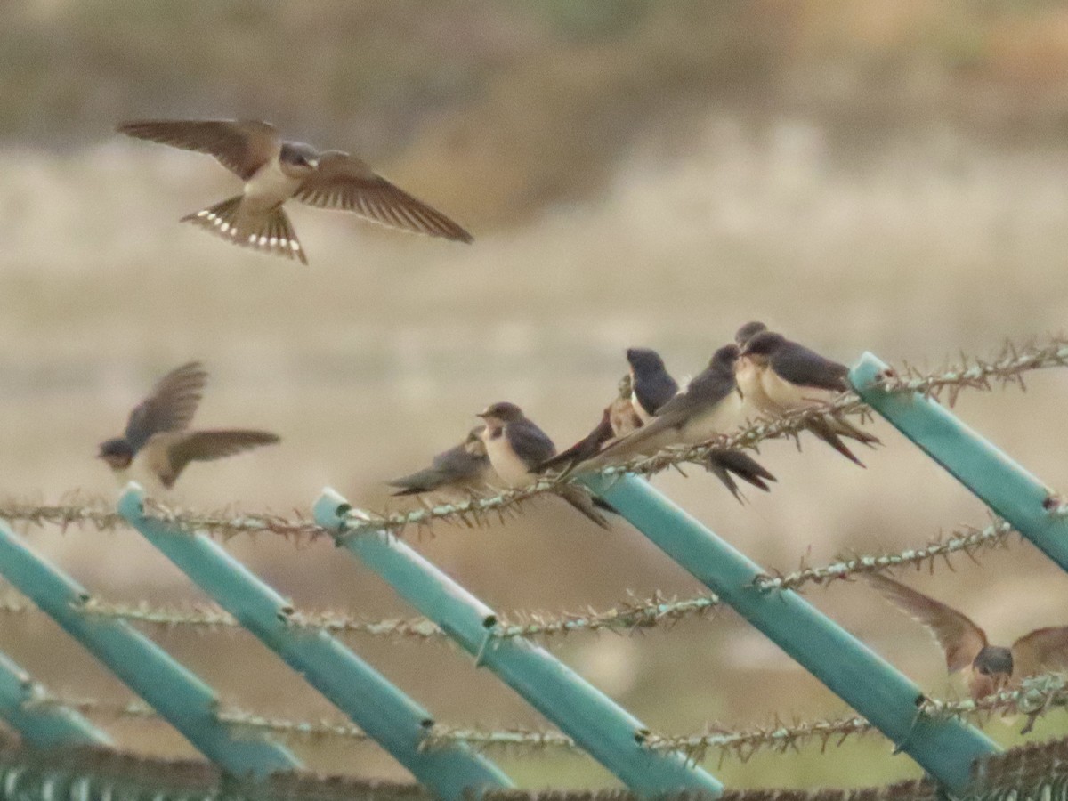 Golondrina Común - ML622364107