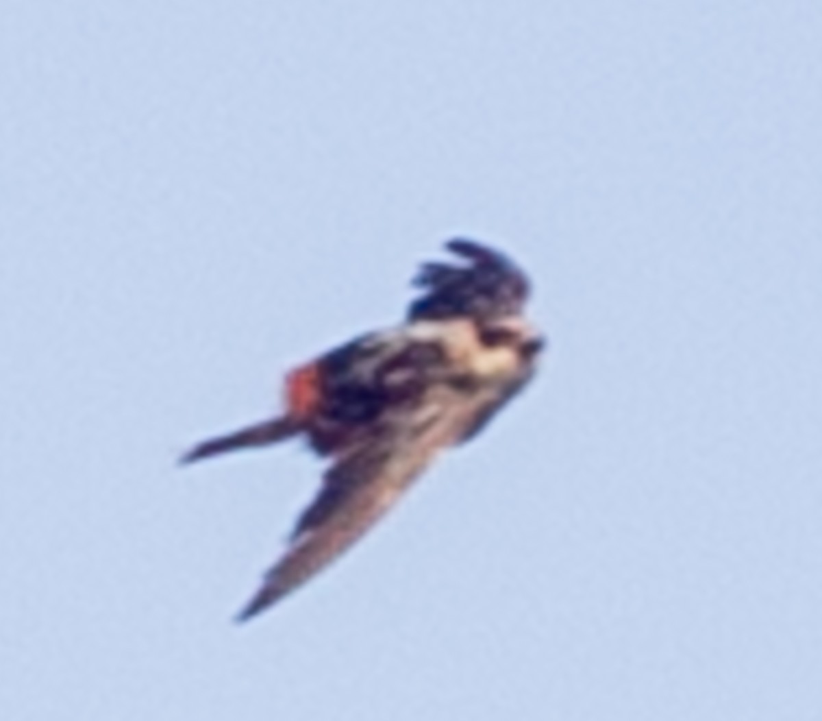 Cave Swallow (Caribbean) - ML622364109