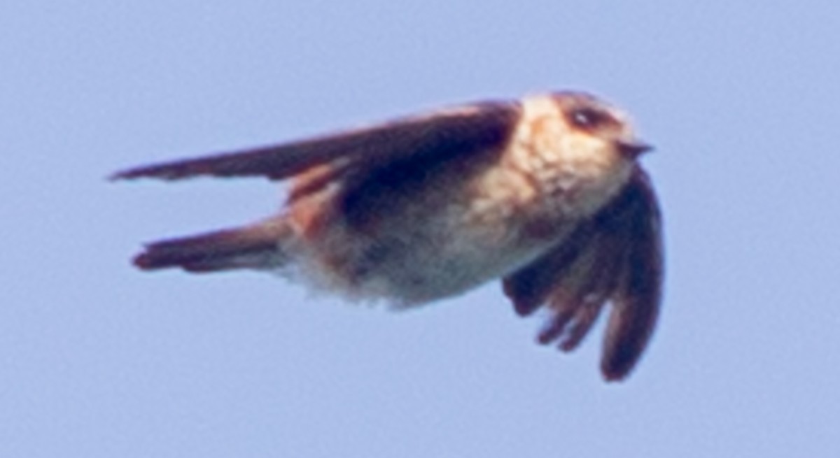 Cave Swallow (Caribbean) - ML622364110