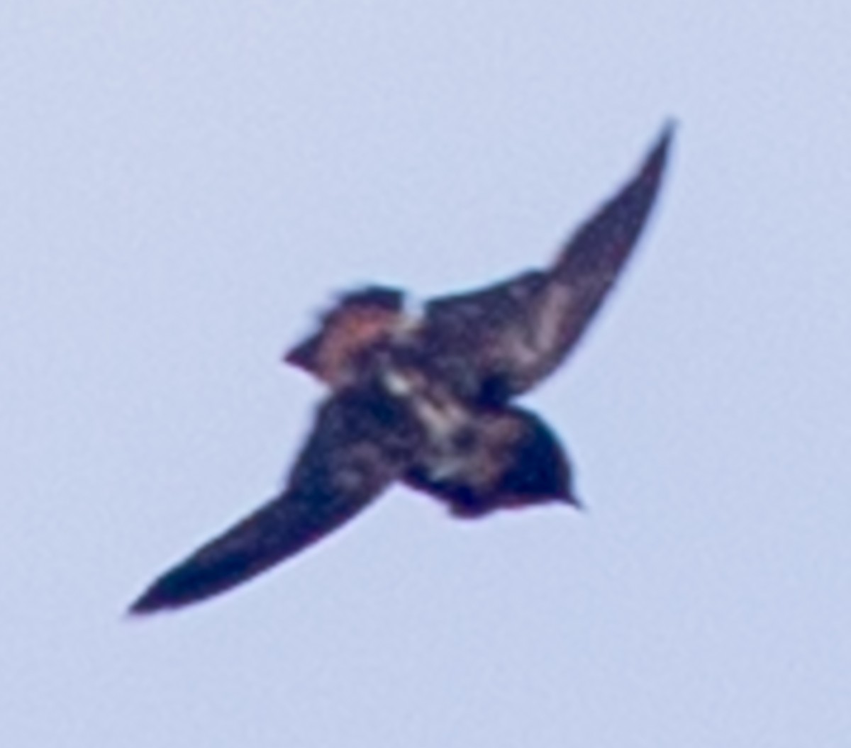 Cave Swallow (Caribbean) - ML622364111