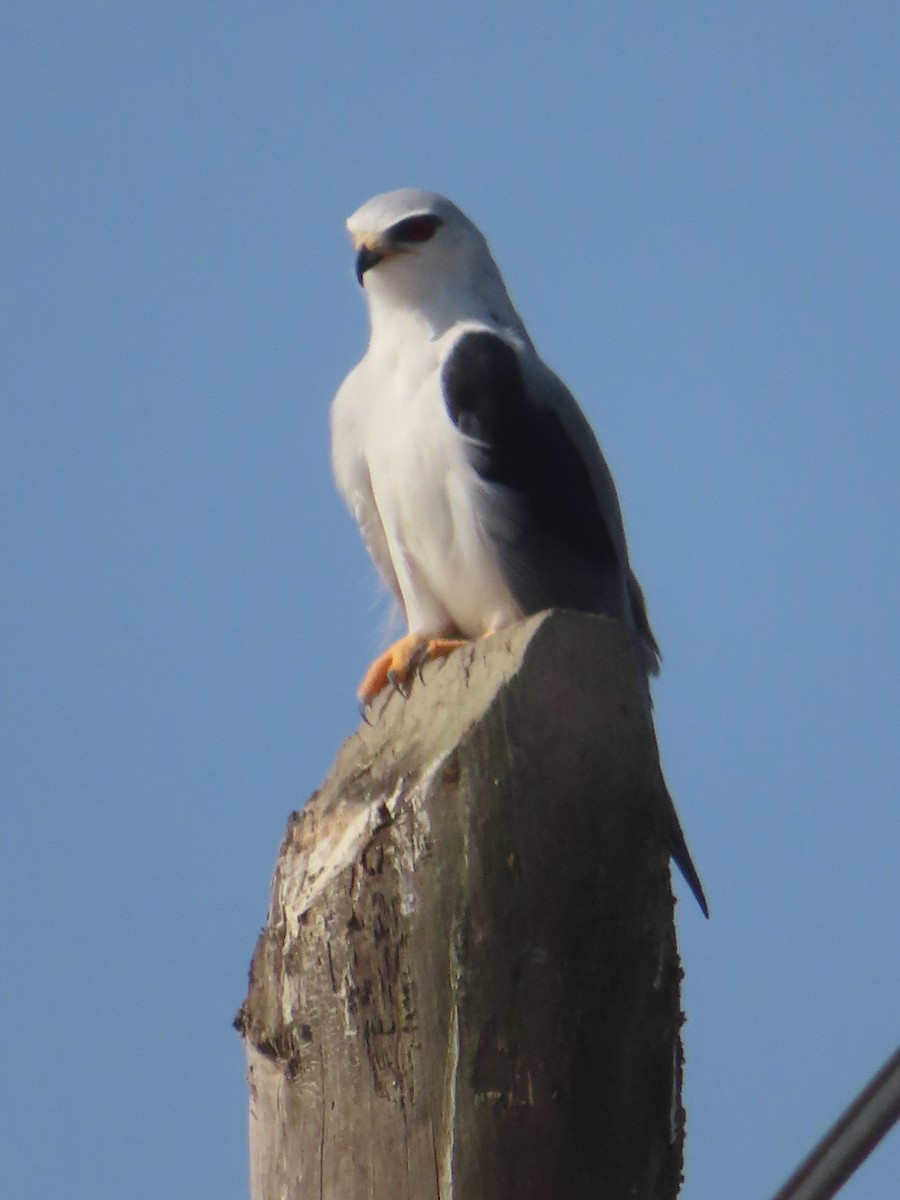 Black-winged Kite - ML622364113