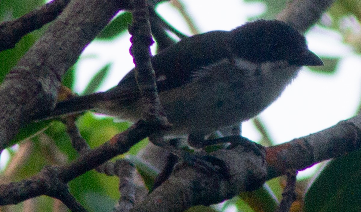 Puerto Rican Tanager - Brandon Woo