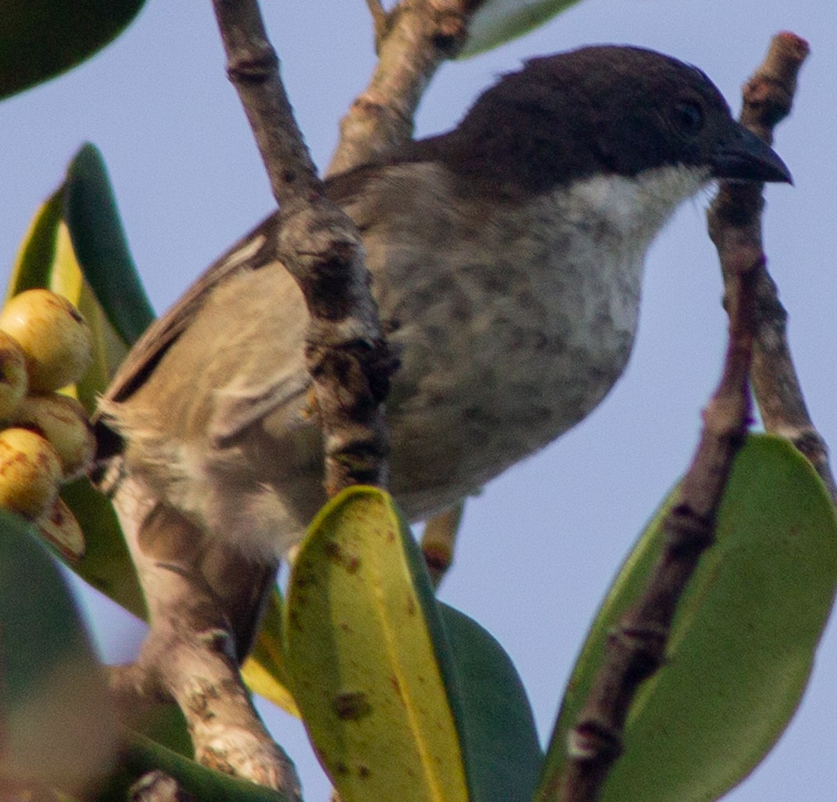 Puerto Rican Tanager - ML622364136