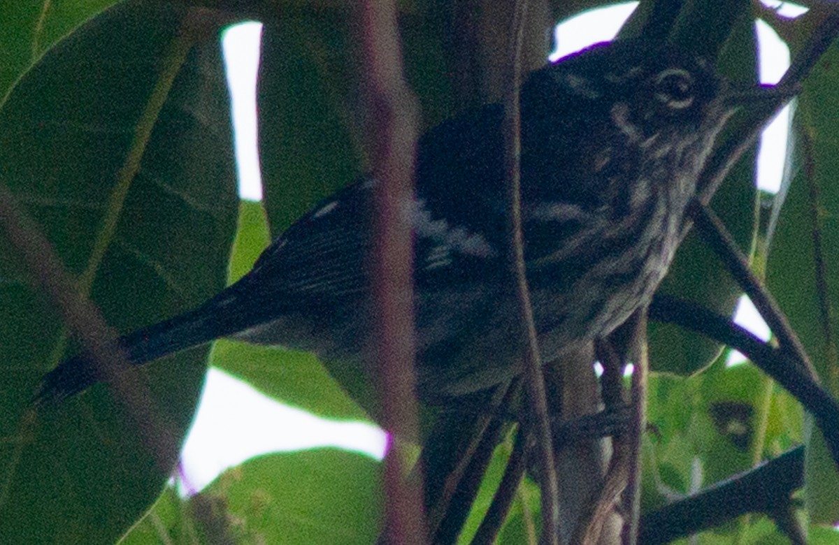 Elfin-woods Warbler - ML622364138