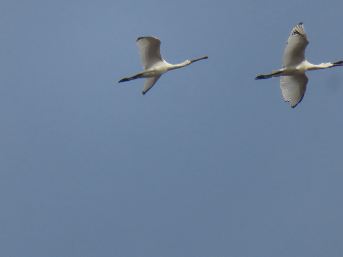 Eurasian Spoonbill - ML622364152