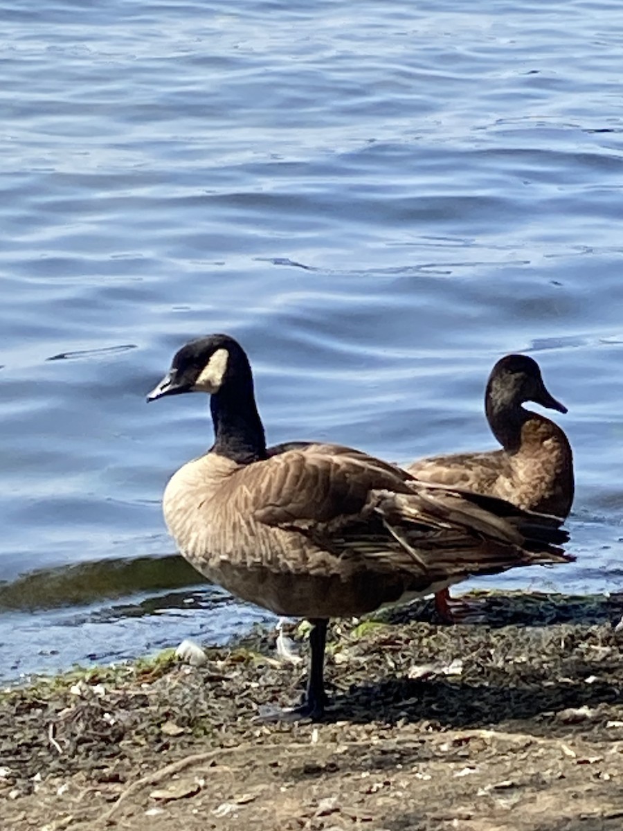 Cackling Goose - ML622364163