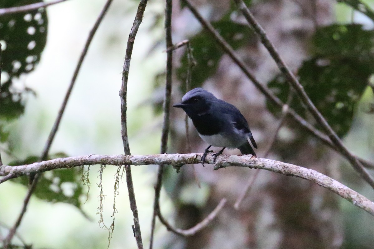 Black-throated Robin - ML622364179