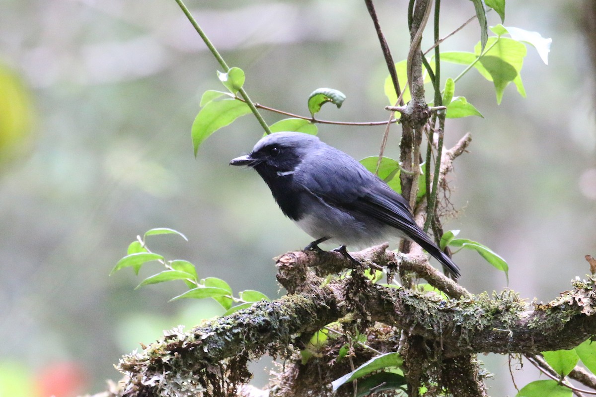Black-throated Robin - ML622364180