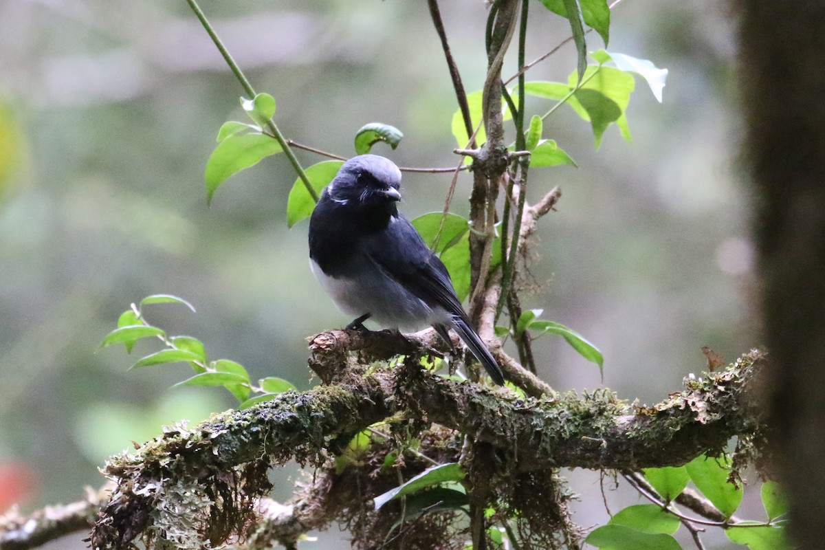 Black-throated Robin - ML622364181