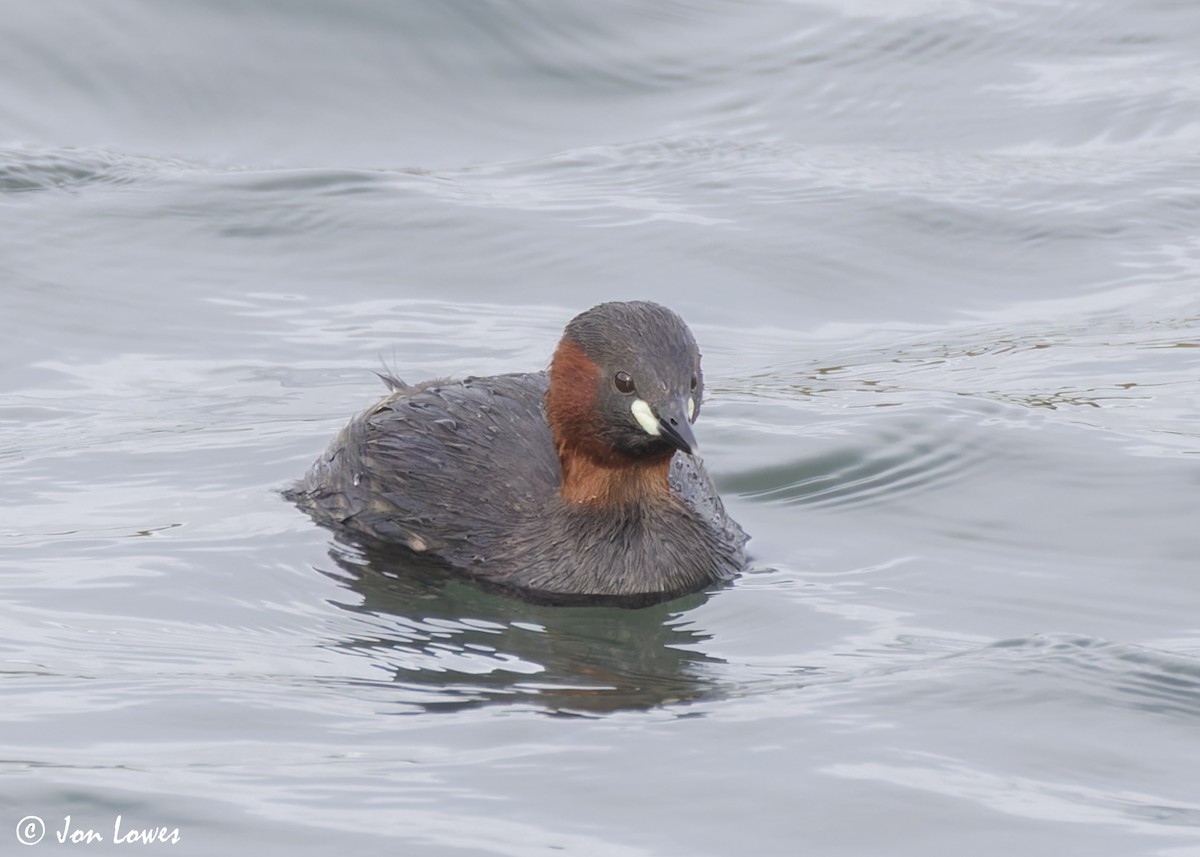 Little Grebe (Little) - ML622364185