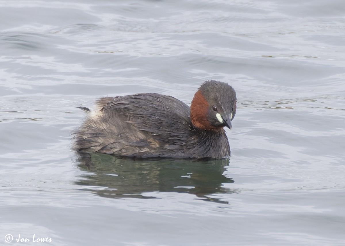 Little Grebe (Little) - ML622364186