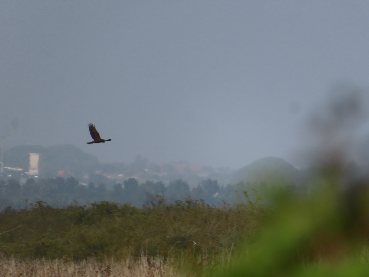 Western Marsh Harrier - ML622364191