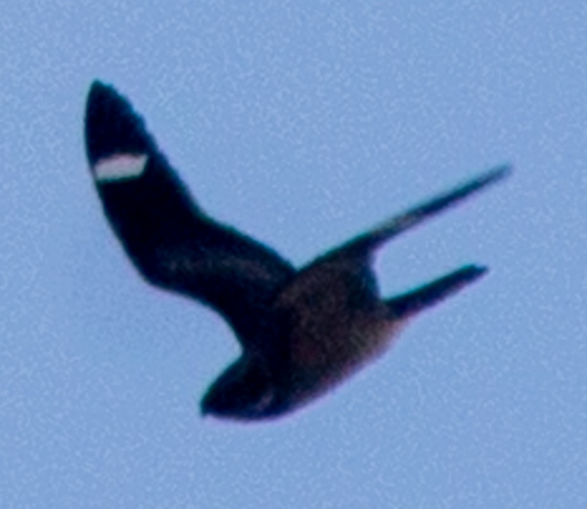 Antillean Nighthawk - ML622364209