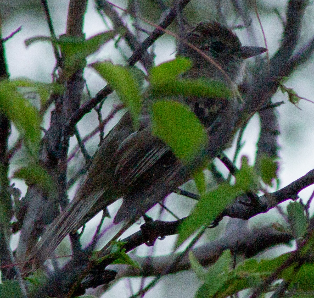 Caribbean Elaenia - ML622364226