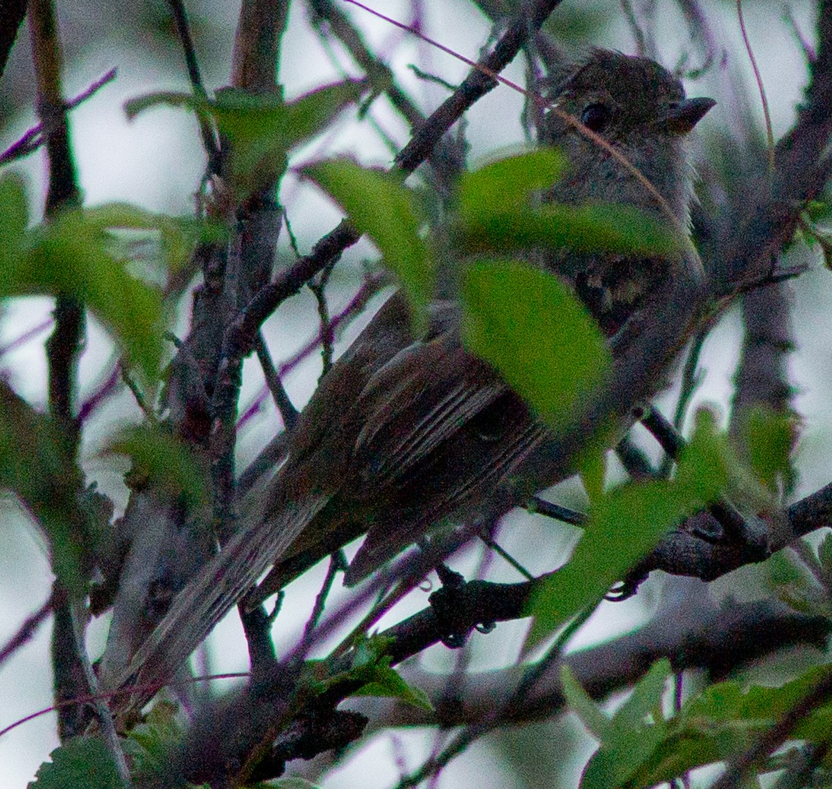 Caribbean Elaenia - ML622364227