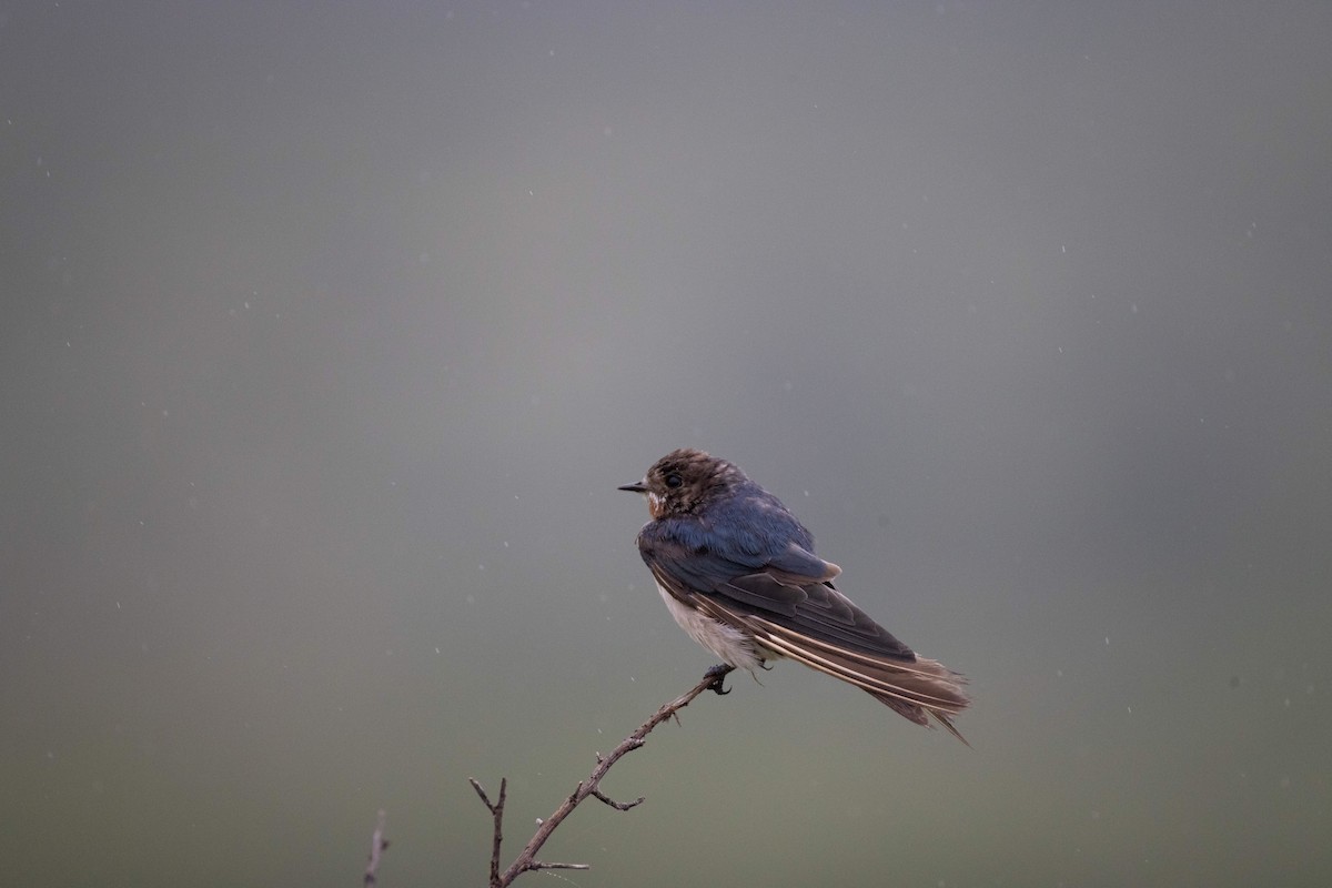 South African Swallow - ML622364254