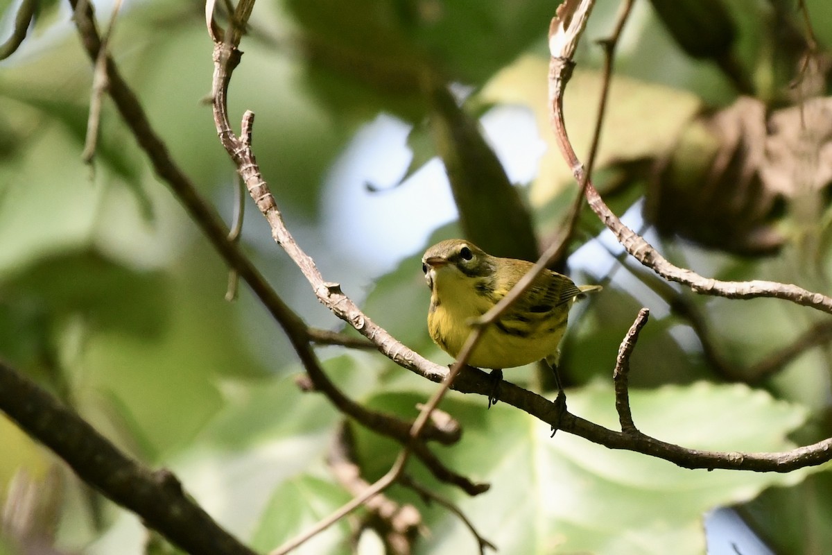 Prairie Warbler - ML622364257