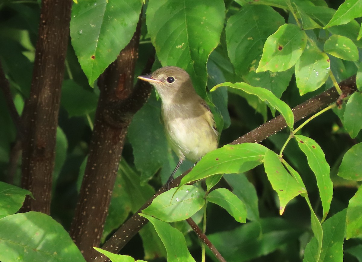 Alder/Willow Flycatcher (Traill's Flycatcher) - ML622364258